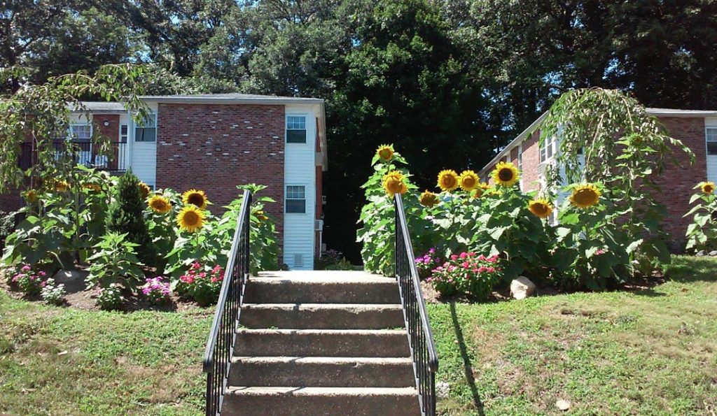 Sunflowers at Kings Wood